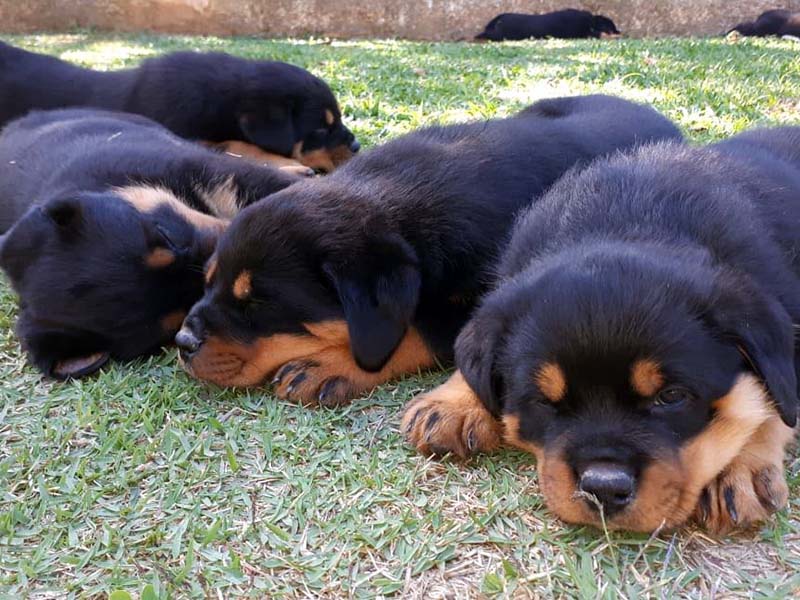 Veja nossas ninhadas disponíveis - Canil von Greek | Canil de Rottweiler em São Paulo - Criação Selecionada e Filhotes de Rottweilers. GUARAREMA | PARAIBUNA - SP